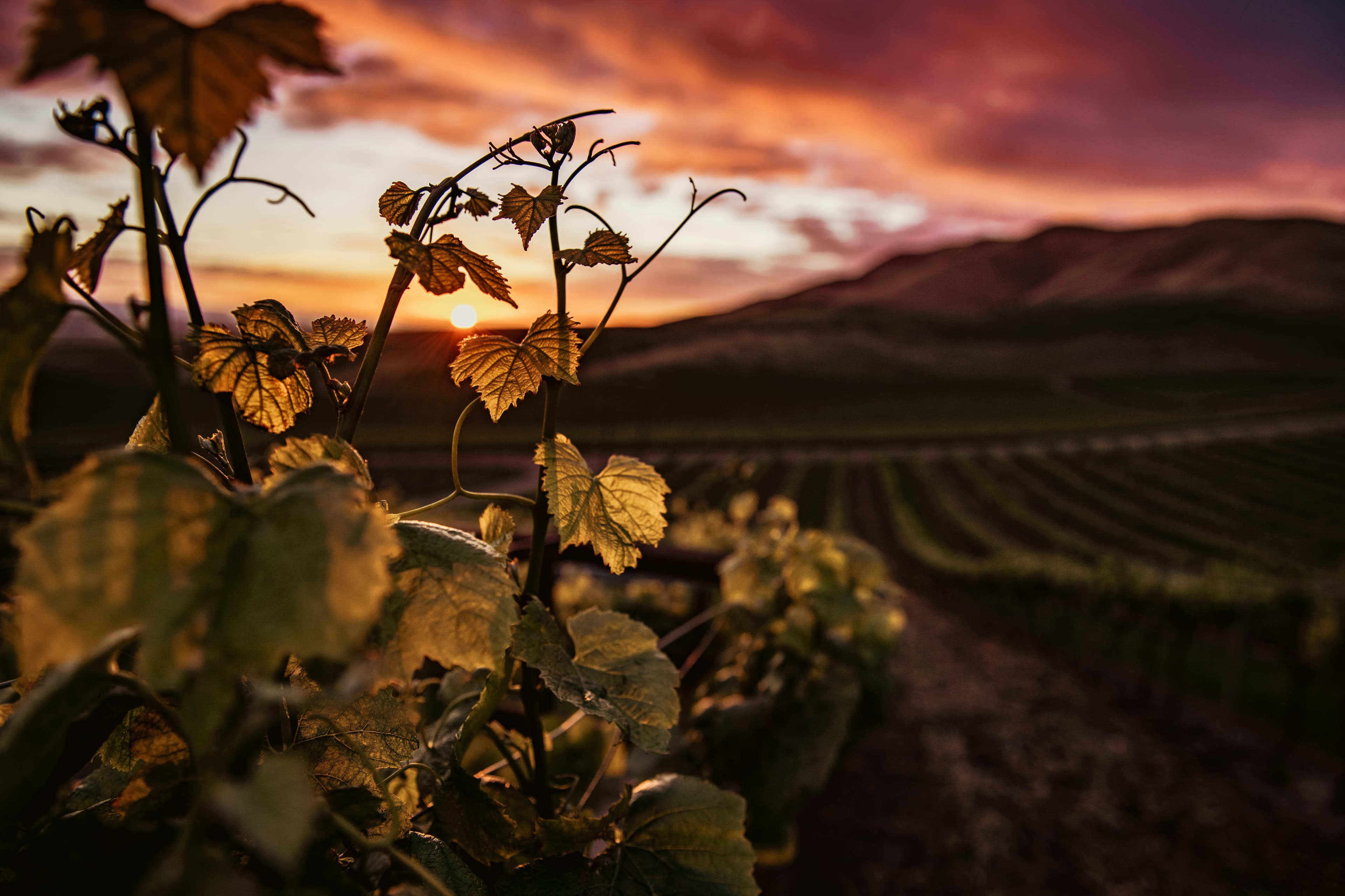Vineyard hillside with flowers